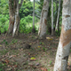 Illustration for article titled Amazon Rainforests Trees Will be Microchipped Just Like Your Dog